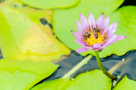 Lotus flowerの写真素材