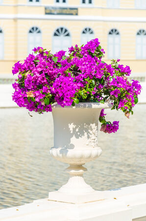Bougainvillea flower in vaseの写真素材