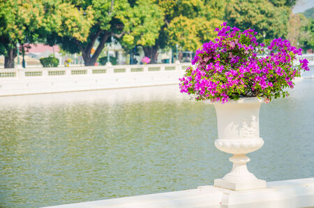 Bougainvillea flower in vaseの写真素材