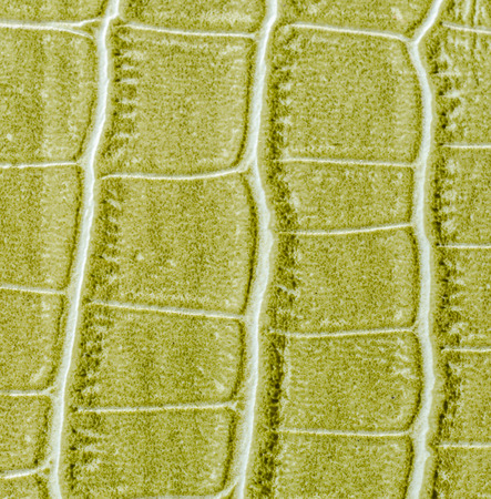 Green leather texture background