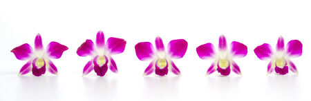 Purple orchid flower isolated white backgroundの写真素材