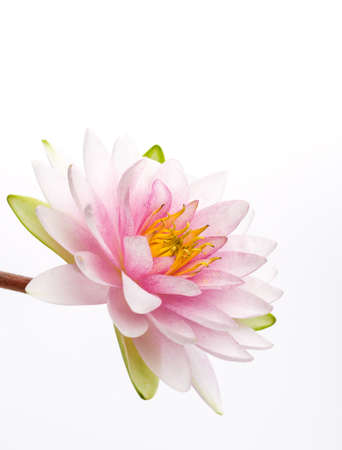 Lotus flower isolated white backgroundの写真素材
