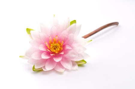 Lotus flower isolated white backgroundの写真素材