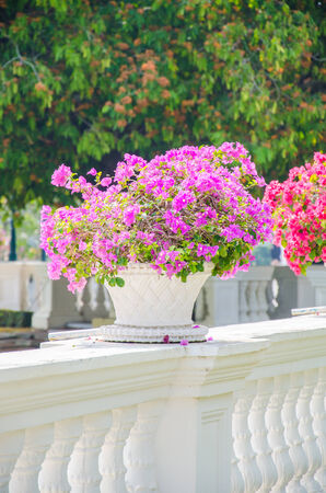 Bougainvillea flower in vaseの写真素材