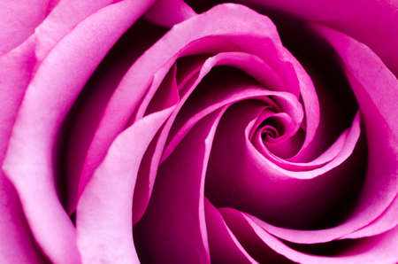 Closeup Pink roseの写真素材