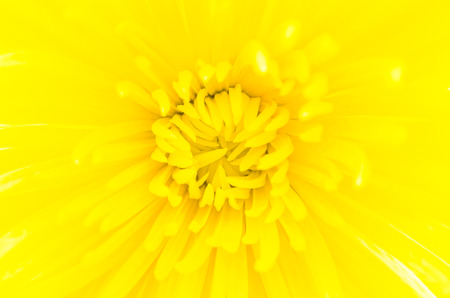 Yellow flower isolated on white backgroundの写真素材