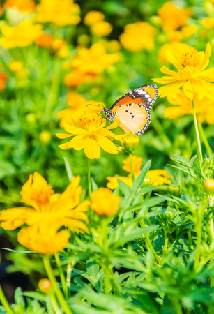 Butterfly on the flowers in the gardenの写真素材