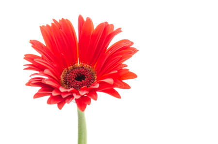 Gerbera flower isolated on whiteの写真素材