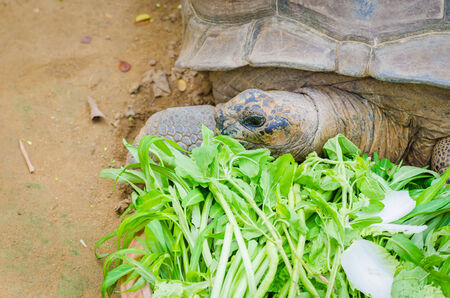 Turtlesの写真素材