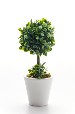 Pot plant isolated on whiteの写真素材