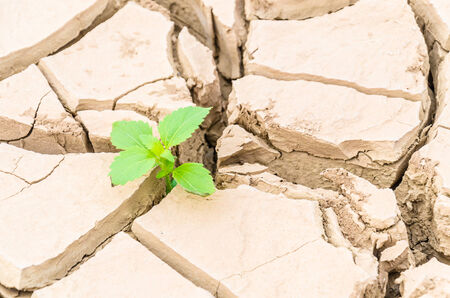 Growth plantの写真素材