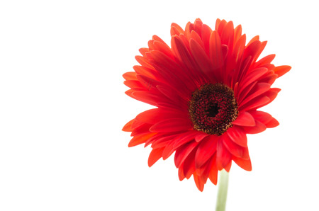 Gerbera flower isolated on whiteの写真素材
