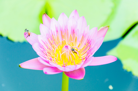 Lotus flowerの写真素材