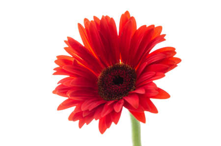 Gerbera flower isolated on whiteの写真素材