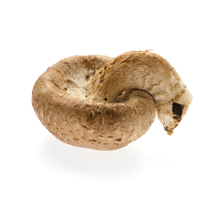 Mushroom isolated on whiteの写真素材
