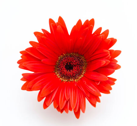 Gerbera flower isolated on whiteの写真素材
