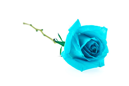 Blue rose isolated on whiteの写真素材