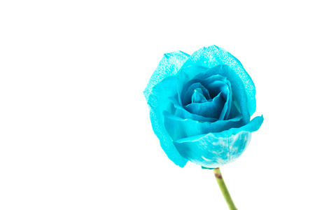 Blue rose isolated on whiteの写真素材