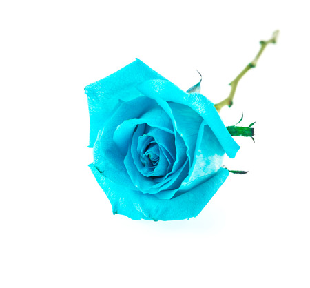 Blue rose isolated on whiteの写真素材