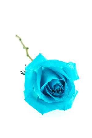 Blue rose isolated on whiteの写真素材