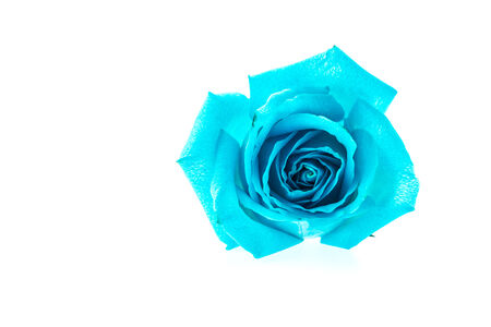 Blue rose isolated on whiteの写真素材