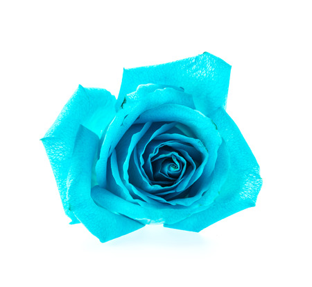 Blue rose isolated on whiteの写真素材