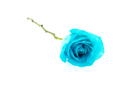 Blue rose isolated on whiteの写真素材