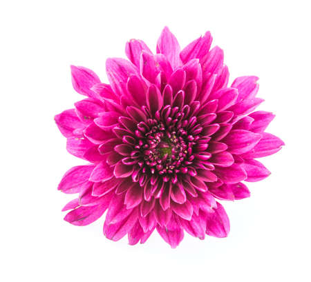 Mum flower isolated on white backgroundの写真素材