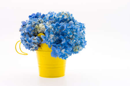 Hydrangea flower bouquet isolatedの写真素材