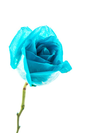 Blue rose isolated on whiteの写真素材