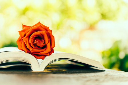 Rose on book - vintage effect style picturesの写真素材