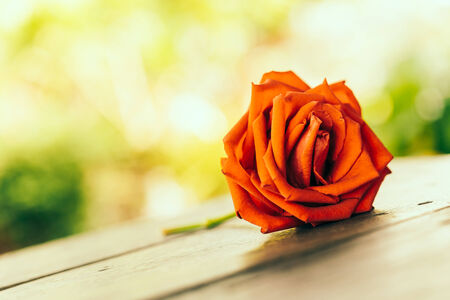 Red rose - vintage effect style picturesの写真素材