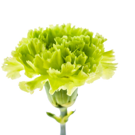 Green flower isolated on white backgroundの写真素材