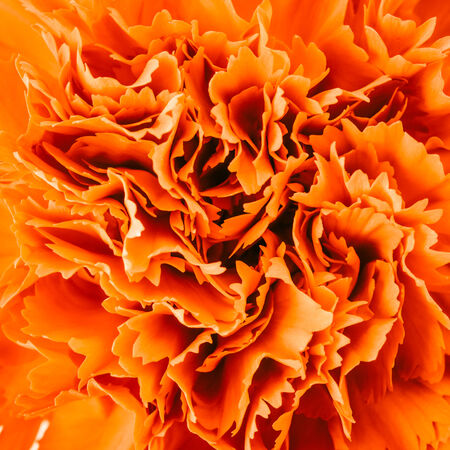 close up carnation flower - vintage effect style picturesの写真素材