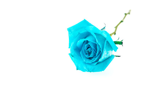 Blue rose isolated on whiteの写真素材