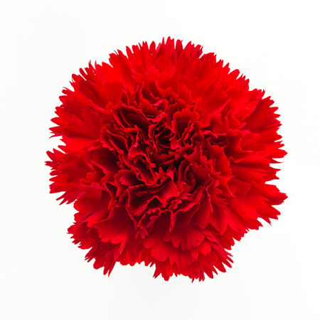 Red carnation flower isolated on white backgroundの写真素材