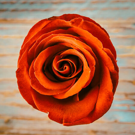 red rose flower - vintage effect style picturesの写真素材