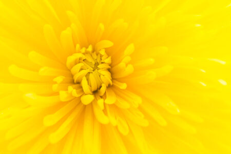 Close up Yellow flower isolated on white backgroundの写真素材