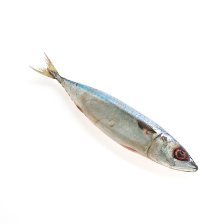 Scomber raw fish isolated on white backgroundの写真素材