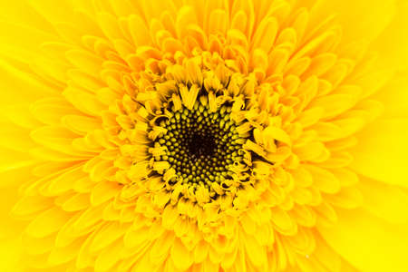 Close up gerbera flower backgroundの写真素材