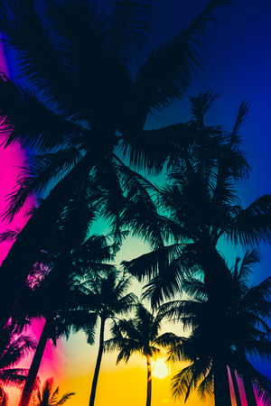 silhouette palm tree - vintage effect filter and light leak filter effect