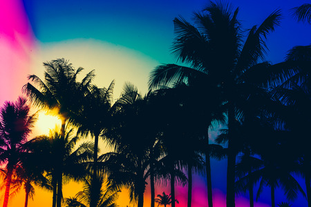 silhouette palm tree - vintage effect filter and light leak filter effect