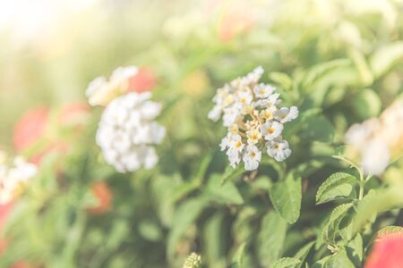 Soft focus on Vintage flower background - vintage effectの写真素材