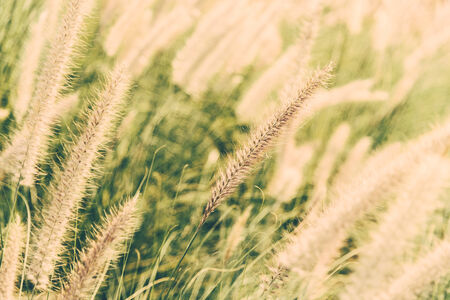 Flower glass - vintage effect style pictures and selective focus pointの写真素材