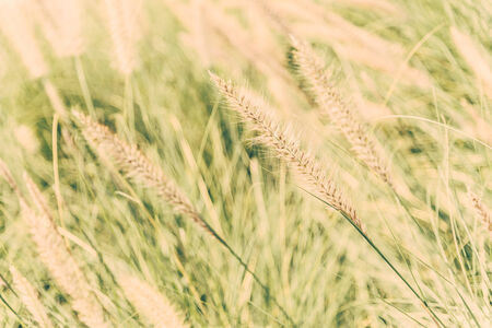 Flower glass - vintage effect style pictures and selective focus pointの写真素材