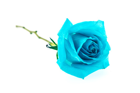 Blue rose isolated on whiteの写真素材