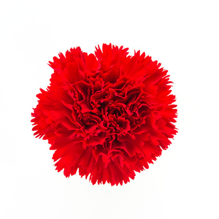 Red carnation flower isolated on white backgroundの写真素材