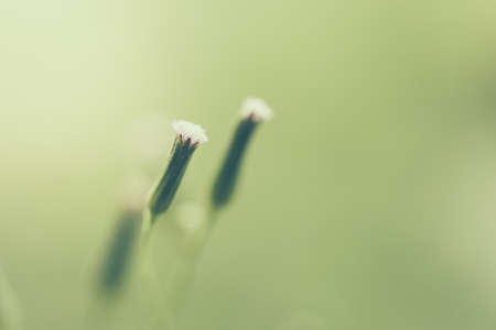 Soft focus on Vintage flower grass - Vintage effect style picturesの写真素材