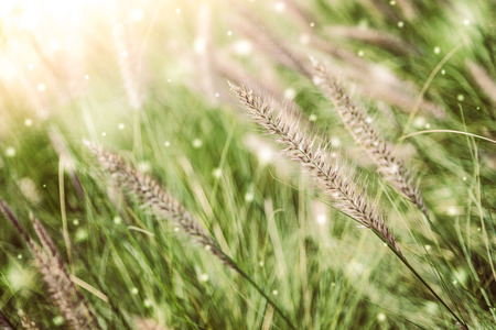 Soft focus on winter grass flower - vintage and snow effect