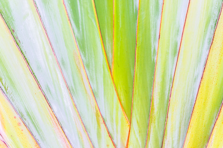 Banana tree textures backgroundの写真素材